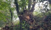 Randonnée Marche Guipavas - Chemin creux des trognes - Photo 7