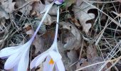 Trail Walking Montjoyer - Montjoyer-Chapelle St Pierre 9km. - Photo 4