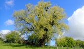 Trail Walking Chaumont-Gistoux - #210507 Dion-le-Mont, Pisselet et Louvranges - Photo 18