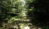 Tour Elektrofahrrad Pluvigner - Boucle dans la forêt de Florange à partir de Bieuzy Lanvaux - Photo 3