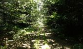 Percorso Bicicletta elettrica Pluvigner - Boucle dans la forêt de Florange à partir de Bieuzy Lanvaux - Photo 3