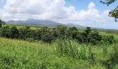 Randonnée Marche Le Lorrain - La Crabiere Vive - Savane La Pointe - Photo 14