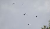 Percorso Marcia Dalhem - 20221020 - Balade ornithologique AUBIN-NEUFCHATEAU - 3.1 Km - Photo 7