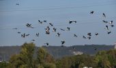 Tour Wandern Dalhem - 20231019 - Balade ornithologique Dalhem - 5.9 Km - Photo 9