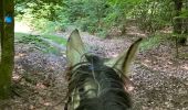 Tocht Paardrijden Habay - Forêt de Rulles - Photo 18