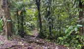 Trail  Le Morne-Rouge - Sainte Cécile/crête du Cournan/Beauvallon  - Photo 17