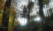 Tour Wandern Echternach - mullerthal e1 - Photo 10
