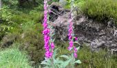 Percorso A piedi Unknown - Banagher Glen - Forest Trail - Photo 8