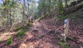 Trail Walking Plancher-les-Mines - Plancher les mines - sentier des mines - croix du choléra - Planche des Belles Filles - sentier FFI - Mont Menard - Plancher les Mines - Photo 3