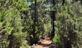 Tour Wandern El Tanque - Boucle volcan Chinyero à Tenerife  - Photo 2