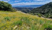 Tour Wandern Lacoste - Massif des Cèdres via Lacoste - Photo 3