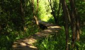 Trail On foot Szendehely - Nőtincs-Gyadai rét turistaút - Photo 1