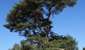 Tour Zu Fuß Haltern am See - Westruper Heide Rundweg A3 - Photo 3