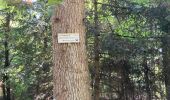 Excursión Paseo ecuestre Badonviller - Grand chêne vierge clarisse  - Photo 9