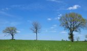 Percorso Marcia Fauvillers - rando honville 18-05-2023 - Photo 5