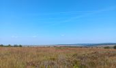 Tocht Stappen Waimes - autour de botrange et du bois de sourbrodt - Photo 18