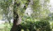 Tocht Stappen Incourt - La promenade des grosses pierres ( 4,9km ) - Photo 4