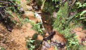 Tocht Stappen Saint-Claude - Guadeloupe - Chute du Galion - La Citerne - Photo 14