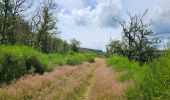 Tocht Stappen Vianden - 2023-06-19_15h21m20_eislek-pad-vianden-1 - Photo 10