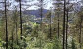 Tocht Stappen Stavelot - Promenade du point de vue de Ster  - Photo 11