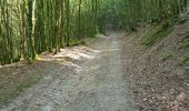 Randonnée Marche Lac de la Haute-Sûre - Bavigne - Photo 5