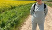 Tocht Stappen Villeselve - Villeselve - Photo 3