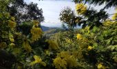 Tour Wandern Tanneron - Crêtes de Tanneron et massif du Mimosa - Photo 1