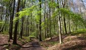 Trail Walking Hoeilaart - Forêt de Soignes 1 - départ Groenendael - Photo 1