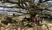 Tocht Stappen Macaye - Mont Baigura  - Photo 4