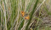 Tocht Te voet Unknown - St Arnaud Range Track - Photo 6