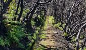 Trail Walking Achadas da Cruz - Levada des moines 1 - Photo 4