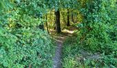 Trail Walking Reugny - Reugny - Vignes et Brenne - Photo 3