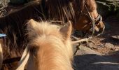Trail Horseback riding Goxwiller - Mont saint Odile cva tryggur  - Photo 7