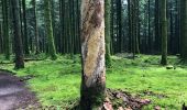 Tocht Stappen Gouloux - Croix Grenot Dolmen Chevresse - Photo 4