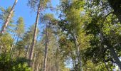 Tour Wandern Villers-la-Ville - VOV - promenade de Berines, par St Bernard et 4 chênes  - Photo 6