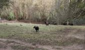 Tocht Stappen Saint-Pierre-de-Cormeilles - St Pierre de Cormeille - Photo 1