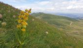 Excursión Senderismo Albepierre-Bredons - Le Plomb du Cantal - Photo 17