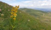 Tocht Stappen Albepierre-Bredons - Le Plomb du Cantal - Photo 17