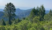 Trail Walking Quenza - Col de Bavella-Conca Étape GR - Photo 5