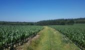 Randonnée Marche Huy - 20190628 - Boucle de Ben vers Saint-Léonard - Photo 5