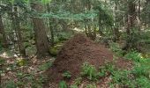 Trail Walking Corrençon-en-Vercors - Boucle Les Ravières - Photo 5