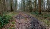 Trail Nordic walking Colfontaine - Balade du terril du grand bouillon d'en bas  - Photo 4