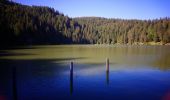 Excursión Senderismo Soultzeren - Boucle Schildmatt / Lac vert / Auberge du Tanet - Photo 5