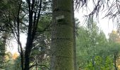 Tocht Stappen Tervuren - Arboretum tra Nuovo e Vecchio mondo (castanea dentata) - Photo 15