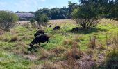 Tour Wandern Weismes - autour de botrange et du bois de sourbrodt - Photo 2