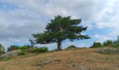 Tour Wandern L'Albère - ullat . piste . puig orella . puig St cristau . puig orella . ullat - Photo 2