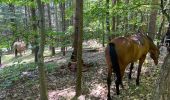 Trail Horseback riding Saint-Apollinaire-de-Rias - St Appollinaire de Rias au top 👍 - Photo 8