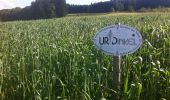 Trail On foot Hitzkirch - Guggibad - Müswangen - Photo 4
