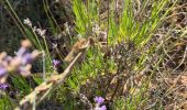 Excursión Senderismo Auriol - Auriol Roland - Photo 19