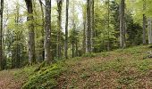 Trail On foot Rasnov - Bușteni - Poiana Pichetul Roșu - Cabana Mălăiești - Photo 7